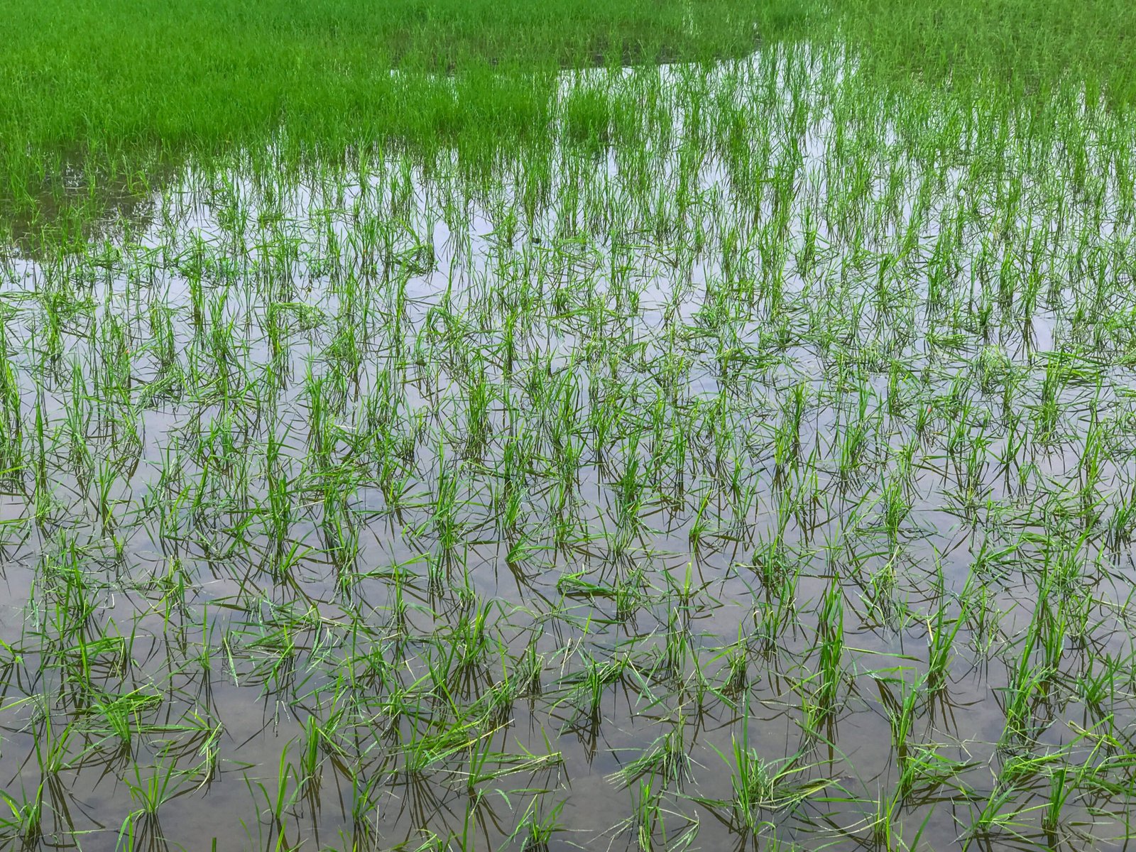 floods inundated rice fields damage to farmers