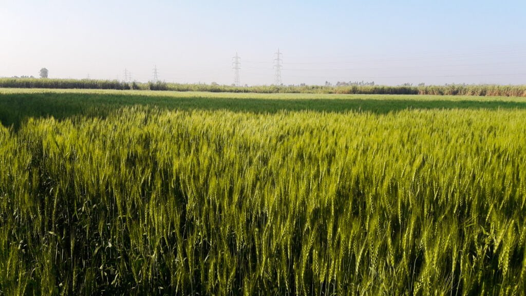 scenic view agricultural field against sky