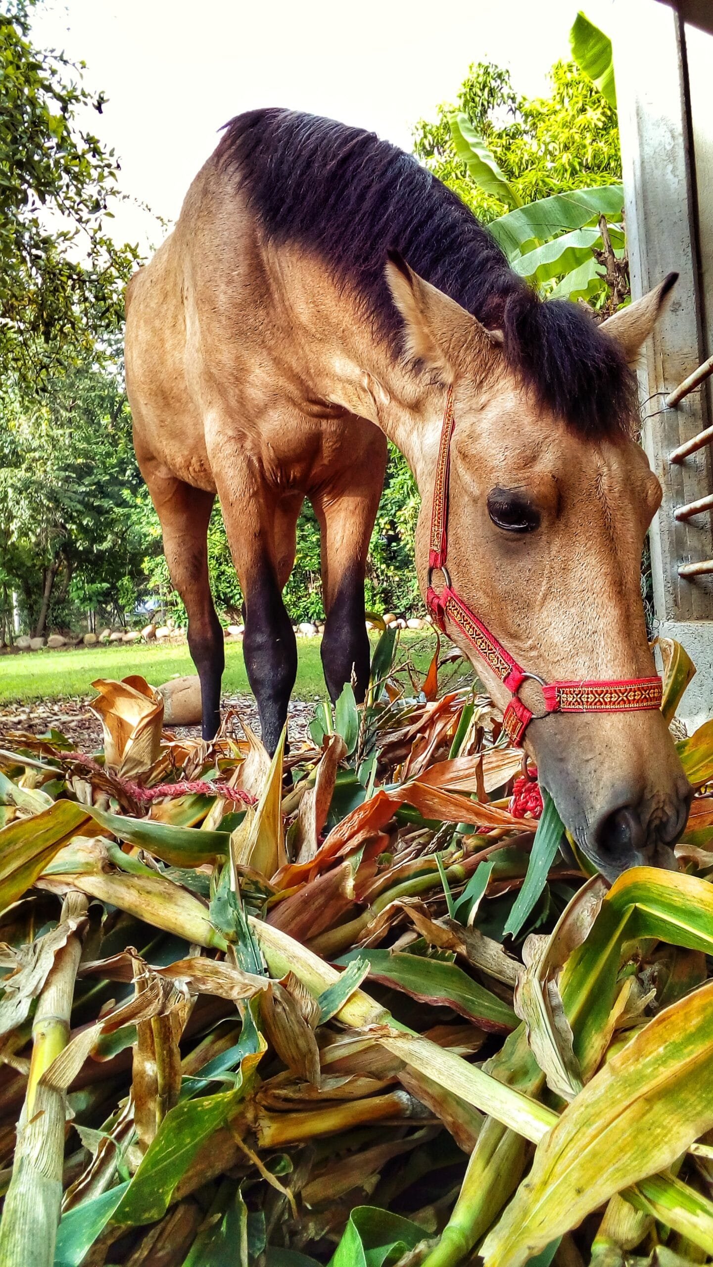 close up horse field