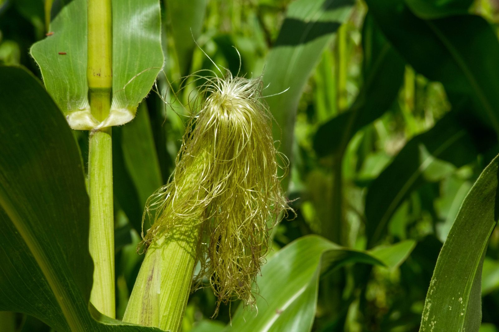 growing young corn corn seedlings grown farmland rural areas sunny day