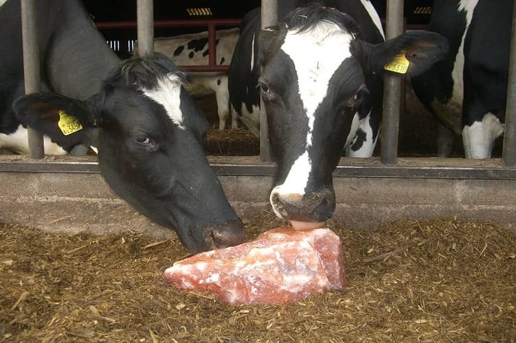 rocksalt cows