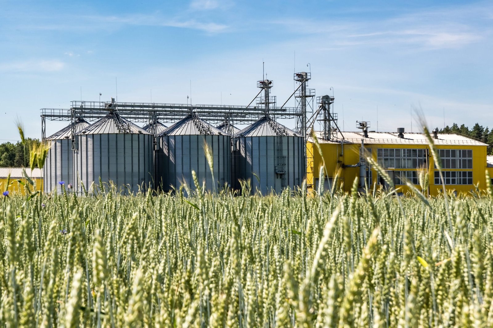 silver silos on agro processing and manufacturing plant for processing drying cleaning and storage of agricultural products, flour, cereals and grain. granary elevator.