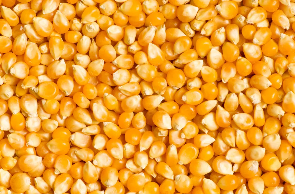 Yellow Corn (Maize)